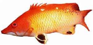 長鰭細鱗盔魚 長鰭細鱗盔魚