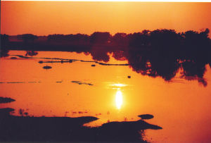 夕陽中的鸚鵡洲