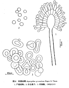 粒落麴黴 粒落麴黴