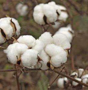 魯棉研29 魯棉研29