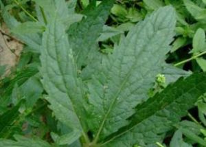 通乳消腫湯 通乳消腫湯