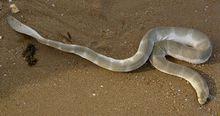 淡灰海蛇（Hydrophis ornatus）