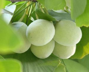 銀杏保健茶 銀杏保健茶