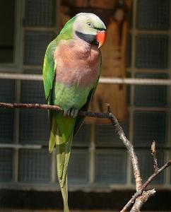 緋胸鸚鵡拉夏島亞種