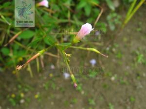 狹葉母草 狹葉母草