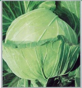 蘇甘8號 蘇甘8號