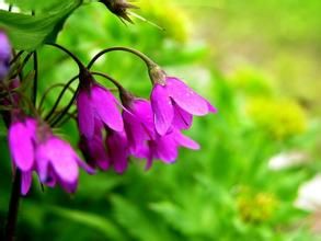 假報春屬 假報春屬