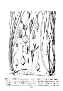 濱海苔草墨線圖