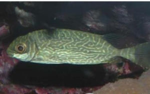 刺銀斧魚 刺銀斧魚