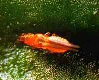 花生田茶黃硬薊馬 花生田茶黃硬薊馬