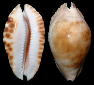 獵帽寶螺 獵帽寶螺