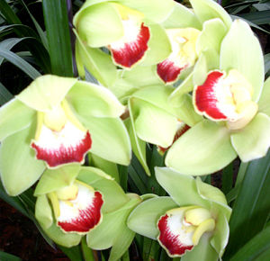 青州良田花卉苗木有限公司 青州良田花卉苗木有限公司