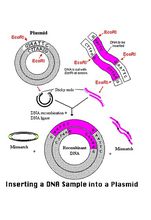 以質粒為載體的重組體構建過程