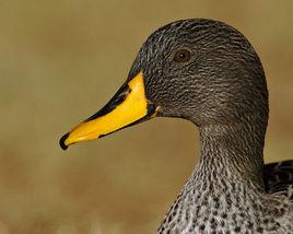 非洲黃嘴鴨 非洲黃嘴鴨