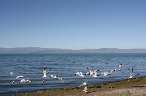 青海湖自然保護區 青海湖自然保護區