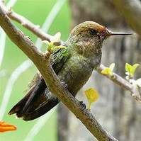 極樂冠蜂鳥 極樂冠蜂鳥