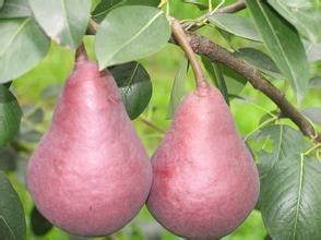 紅考密斯 紅考密斯