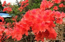 陽明山杜鵑 陽明山杜鵑