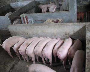 規模化豬場豬瘟發生的新特點和防治措施(上) 規模化豬場豬瘟發生的新特點和防治措施(上)