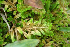 疏葉卷柏 疏葉卷柏