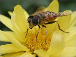中華蜜蜂 中華蜜蜂