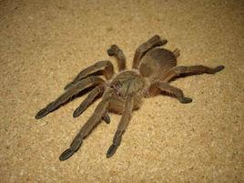 敬釗纓毛蛛 敬釗纓毛蛛