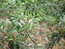 春花木[春花木]