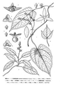 海南粗毛藤 海南粗毛藤