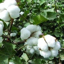 蘇棉9號 蘇棉9號