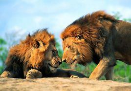 索馬里獅 索馬里獅