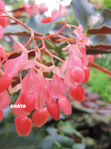 （圖）竹節海棠