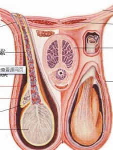 睪丸癌 睪丸癌
