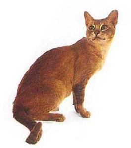 英國丁香陰影貓 英國丁香陰影貓