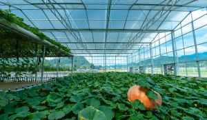 張家界農業觀光園巨型南瓜