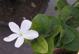 大花假虎刺 大花假虎刺