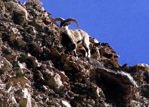 （圖）岩羊