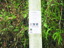 村里貼滿了陳洪周的追逃告示