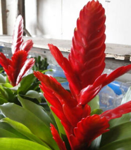 紅苞鶯哥 紅苞鶯哥