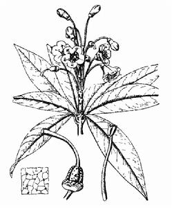 灰白杜鵑 灰白杜鵑