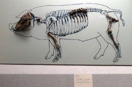 里奧普魯頓·菲洛克斯 里奧普魯頓·菲洛克斯