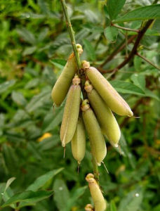 耿馬豬屎豆 耿馬豬屎豆