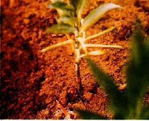 藥用植物百合白絹病