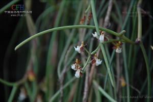 長葉隔距蘭 長葉隔距蘭