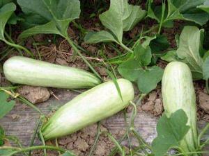 潘集酥瓜 潘集酥瓜