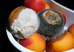 發霉的食物