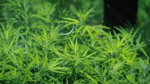 柳蒿芽植物形態-柳葉蒿