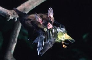 圓耳蝠屬 圓耳蝠屬