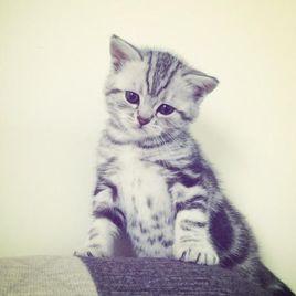 寵物貓屬性等級判斷標準 寵物貓屬性等級判斷標準