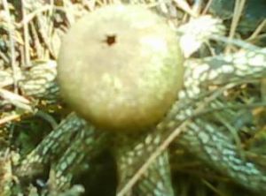 闊葉臘蓮繡球 闊葉臘蓮繡球