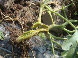 西瓜細菌性枯萎病 西瓜細菌性枯萎病